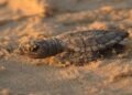 Tortugas marinas demuestran resiliencia ante el sargazo en el Caribe Mexicano
