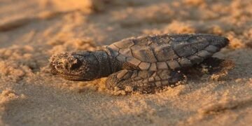 Tortugas marinas demuestran resiliencia ante el sargazo en el Caribe Mexicano
