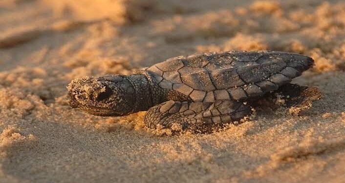 Tortugas marinas demuestran resiliencia ante el sargazo en el Caribe Mexicano