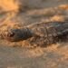 Tortugas marinas demuestran resiliencia ante el sargazo en el Caribe Mexicano