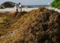 Recolección de sargazo supera las 99 mil toneladas en Quintana Roo; prevén cerrar el año con 130 mil