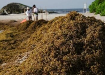 Recolección de sargazo supera las 99 mil toneladas en Quintana Roo; prevén cerrar el año con 130 mil