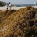 Recolección de sargazo supera las 99 mil toneladas en Quintana Roo; prevén cerrar el año con 130 mil