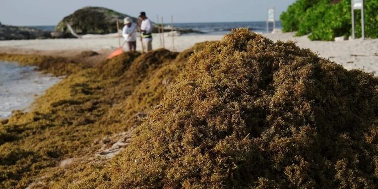 Recolección de sargazo supera las 99 mil toneladas en Quintana Roo; prevén cerrar el año con 130 mil
