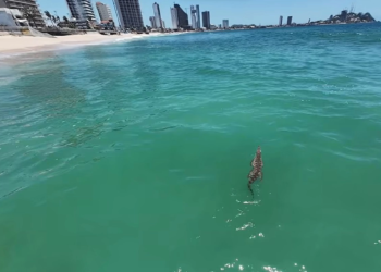Restringen playas de Mazatlán por cocodrilo; intensifican operativo para capturarlo