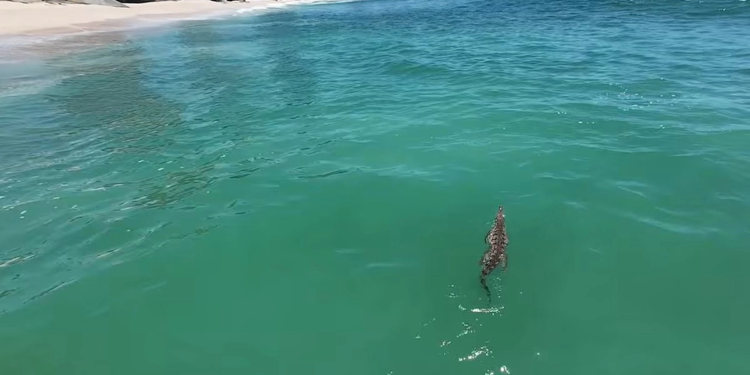 Restringen playas de Mazatlán por cocodrilo; intensifican operativo para capturarlo