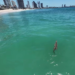 Restringen playas de Mazatlán por cocodrilo; intensifican operativo para capturarlo