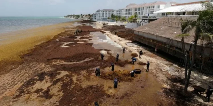 México refuerza combate al sargazo con barreras y embarcaciones en Quintana Roo