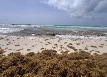 Cancún acumula 30 mil toneladas de sargazo recolectadas en lo que va de 2026