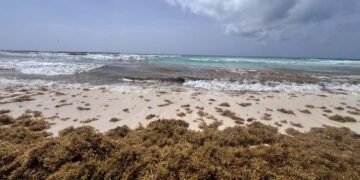 Cancún acumula 30 mil toneladas de sargazo recolectadas en lo que va de 2026