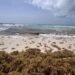 Cancún acumula 30 mil toneladas de sargazo recolectadas en lo que va de 2026