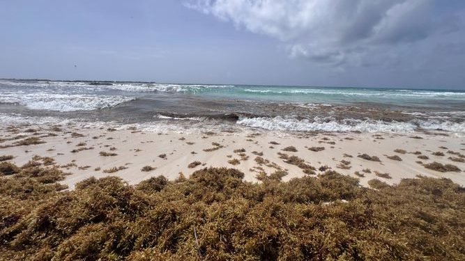 Cancún acumula 30 mil toneladas de sargazo recolectadas en lo que va de 2026