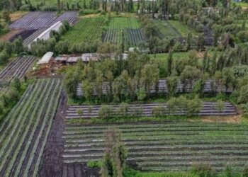 Conquista Ciudad de México Premio Internacional Ciudad Verde 2026 por el programa Altépetl Bienestar
