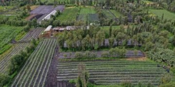 Conquista Ciudad de México Premio Internacional Ciudad Verde 2026 por el programa Altépetl Bienestar