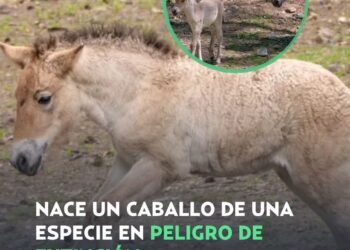 Nace un potrillo en peligro de extinción