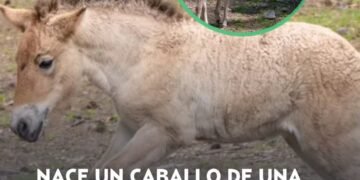 Nace un potrillo en peligro de extinción