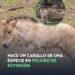 Nace un potrillo en peligro de extinción