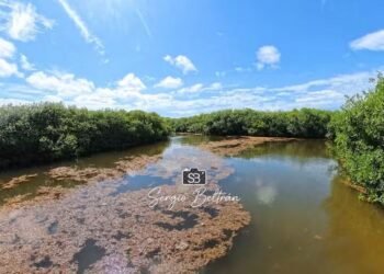 Va sargazo a Chetumal
