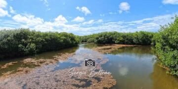 Va sargazo a Chetumal