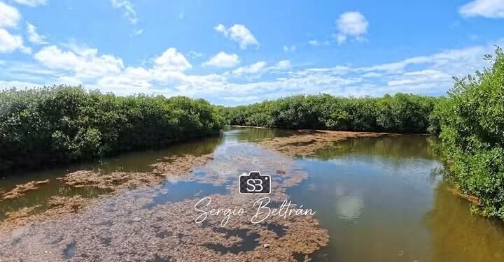 Va sargazo a Chetumal
