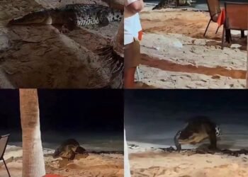 Cocodrilo los sorprendió
