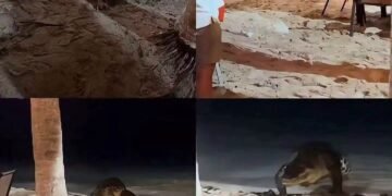 Cocodrilo los sorprendió
