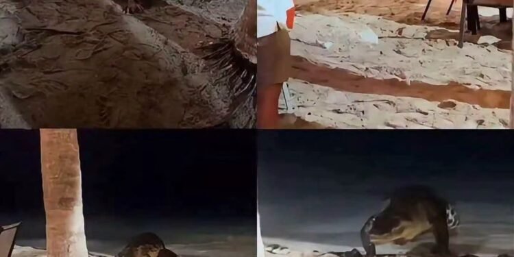 Cocodrilo los sorprendió