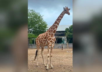 Muere Yuli, jirafa del Zoológico de Culiacán, tras sufrir una caída durante las lluvias