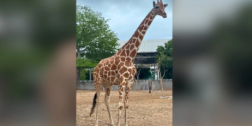 Muere Yuli, jirafa del Zoológico de Culiacán, tras sufrir una caída durante las lluvias