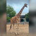 Muere Yuli, jirafa del Zoológico de Culiacán, tras sufrir una caída durante las lluvias