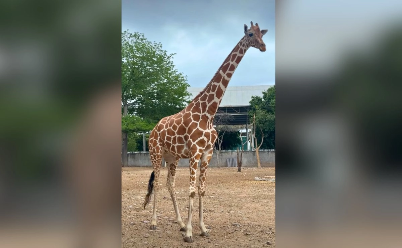 Muere Yuli, jirafa del Zoológico de Culiacán, tras sufrir una caída durante las lluvias