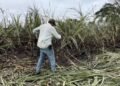 El Niño devasta el 50 % de los cultivos de caña en Quintana Roo y desploma estimaciones de molienda