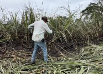 El Niño devasta el 50 % de los cultivos de caña en Quintana Roo y desploma estimaciones de molienda