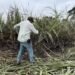 El Niño devasta el 50 % de los cultivos de caña en Quintana Roo y desploma estimaciones de molienda