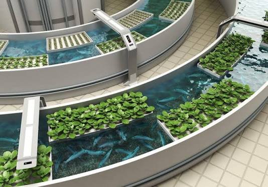 Inaugurarán en Quintana Roo la primera granja agroturística con sistema de acuaponía durante congreso internacional
