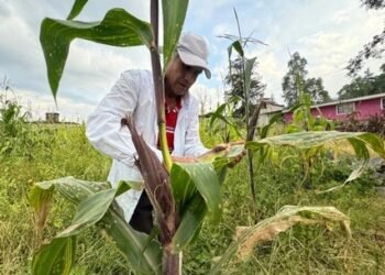 Súper El Niño 2026-2027 recortará 0.59% al PIB y disparará inflación alimentaria: S&P