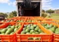 Nuevo candado laboral a exportaciones de aguacate busca formalizar a jornaleros