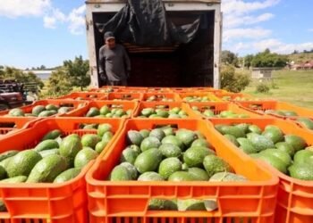 Nuevo candado laboral a exportaciones de aguacate busca formalizar a jornaleros