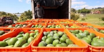 Nuevo candado laboral a exportaciones de aguacate busca formalizar a jornaleros
