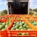 Nuevo candado laboral a exportaciones de aguacate busca formalizar a jornaleros
