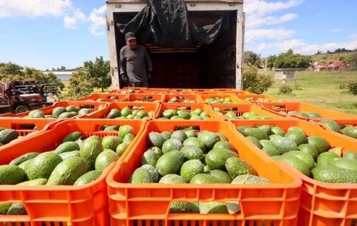 Nuevo candado laboral a exportaciones de aguacate busca formalizar a jornaleros