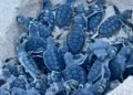 Continúa FPMC trabajando en la protección de la tortuga marina con participación comunitaria