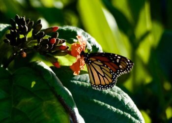 Inicia la FPMC el tercer año de registro de mariposas monarca en Cozumel