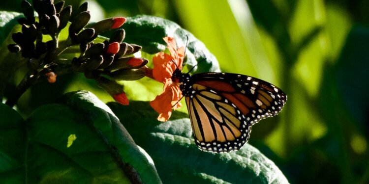Inicia la FPMC el tercer año de registro de mariposas monarca en Cozumel