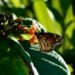 Inicia la FPMC el tercer año de registro de mariposas monarca en Cozumel
