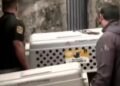 Rescatan a 46 perros en condiciones de hacinamiento en Tlalpan: vivían sin agua, comida ni techo