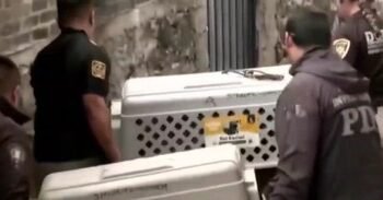 Rescatan a 46 perros en condiciones de hacinamiento en Tlalpan: vivían sin agua, comida ni techo