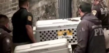 Rescatan a 46 perros en condiciones de hacinamiento en Tlalpan: vivían sin agua, comida ni techo